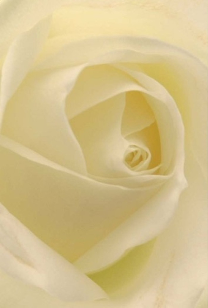 Viewed up close, this classic white rose draws you into a tranquil world where softness and complexity unfold with gentle sophistication, much like the peaceful enclaves that define Elm Park. Shades of white and cream blend seamlessly, kissed by a light that seems to emanate from within each petal-echoing the natural beauty found just a stone's throw away in the community gardens on Southend Road. The rose's spiraled centre holds a sense of perfect resilience, while the flawless arrangement and subtle colour transitions highlight the expertise of Elm Park's finest florists. This bloom radiates quiet emotion, appropriate for heartfelt gestures whether an elegant wedding centrepiece or a sincere apology. Its barely-there scent is clean and comforting, reminiscent of morning walks through local parks when the air is fresh and hopeful. The craftsmanship is unmistakable: every curve and shadow, every luminous fold reflects a sensitivity and artistry that elevates a simple bouquet into a meaningful statement. The rose's delicate outer petals speak to nature's fragility, while its harmonious form reminds us of enduring beauty-always ready to offer comfort and joy.